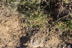 Chenopodium wilsonii