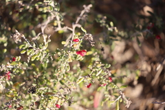 Chenopodium wilsonii