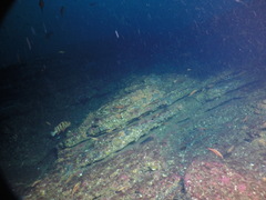 Sebastes nigrocinctus