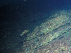 Sebastes nigrocinctus