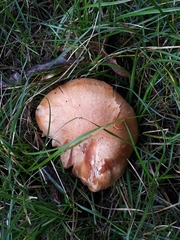 Cuphophyllus colemannianus