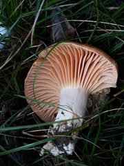 Cuphophyllus colemannianus