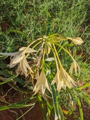 Crinum flaccidum