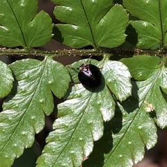 Gnezdilovius variabilis