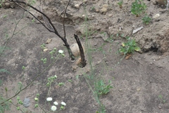 Caulanthus heterophyllus