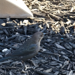 Euphagus cyanocephalus