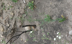 Caulanthus heterophyllus