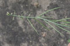 Caulanthus heterophyllus