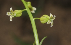Caulanthus heterophyllus