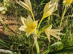 Crinum flaccidum