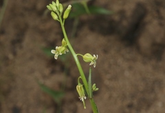 Caulanthus heterophyllus