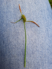 Carex lepidocarpa