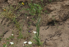 Caulanthus heterophyllus