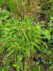 Carex lepidocarpa