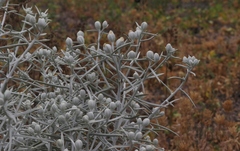 Tetradymia comosa