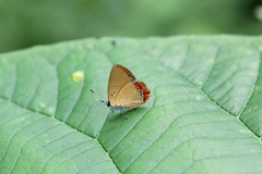 Heliophorus epicles