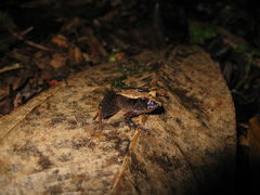 Ischnocnema henselii