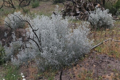 Tetradymia comosa