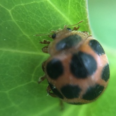 Diekeana admirabilis