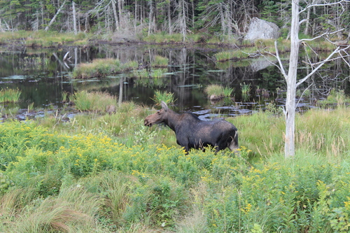Moose photographed in New Hampshire