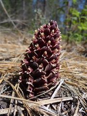 Kopsiopsis strobilacea