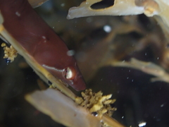 Gastroscyphus hectoris