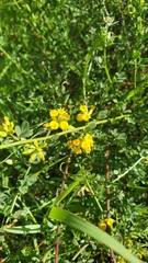 Acmispon junceus junceus