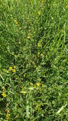 Acmispon junceus junceus