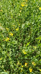 Acmispon junceus junceus