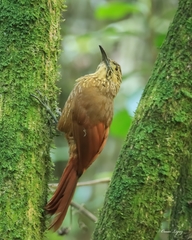 Xiphocolaptes promeropirhynchus