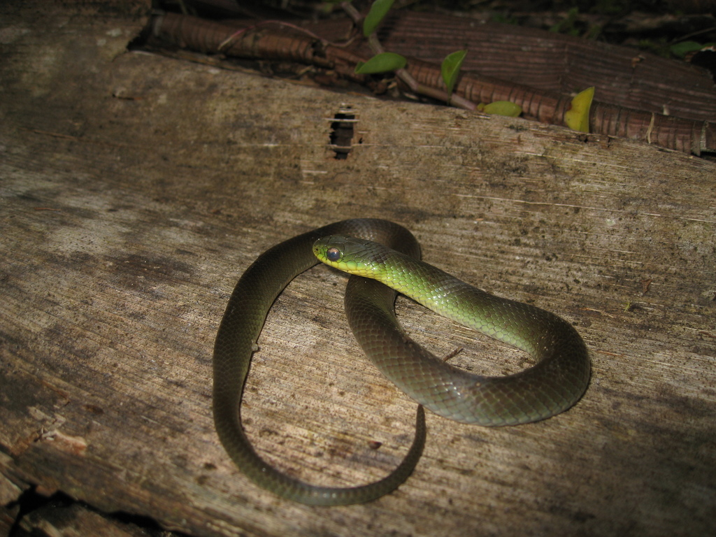 Dixon's Ground Snake