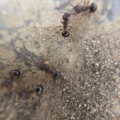 Pristomyrmex punctatus