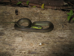 Erythrolamprus atraventer