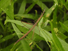 Tetanorhynchini