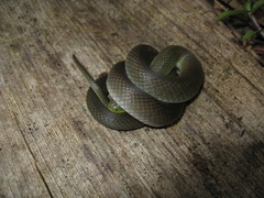 Erythrolamprus atraventer