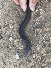 Masticophis fuliginosus