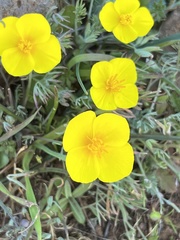 Eschscholzia lobbii