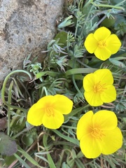 Eschscholzia lobbii