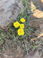Eschscholzia lobbii