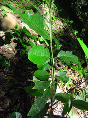 Pimenta dioica