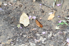 Charaxes bernardus