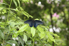 Papilio memnon