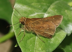 Decinea percosius