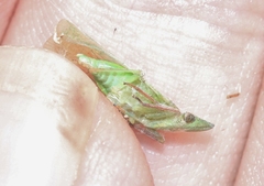 Rhynchomitra recurva