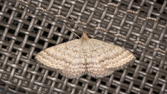 Scopula lydia