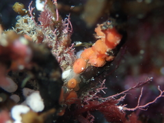 Metandrocarpa taylori