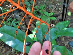 Chamaedorea tepejilote
