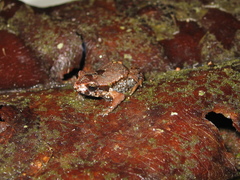 Paratelmatobius gaigeae