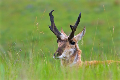 Pronghorn photographed in Montana