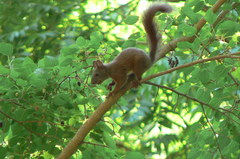 Sciurus vulgaris